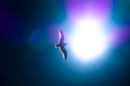 Möwe vor der Sonne